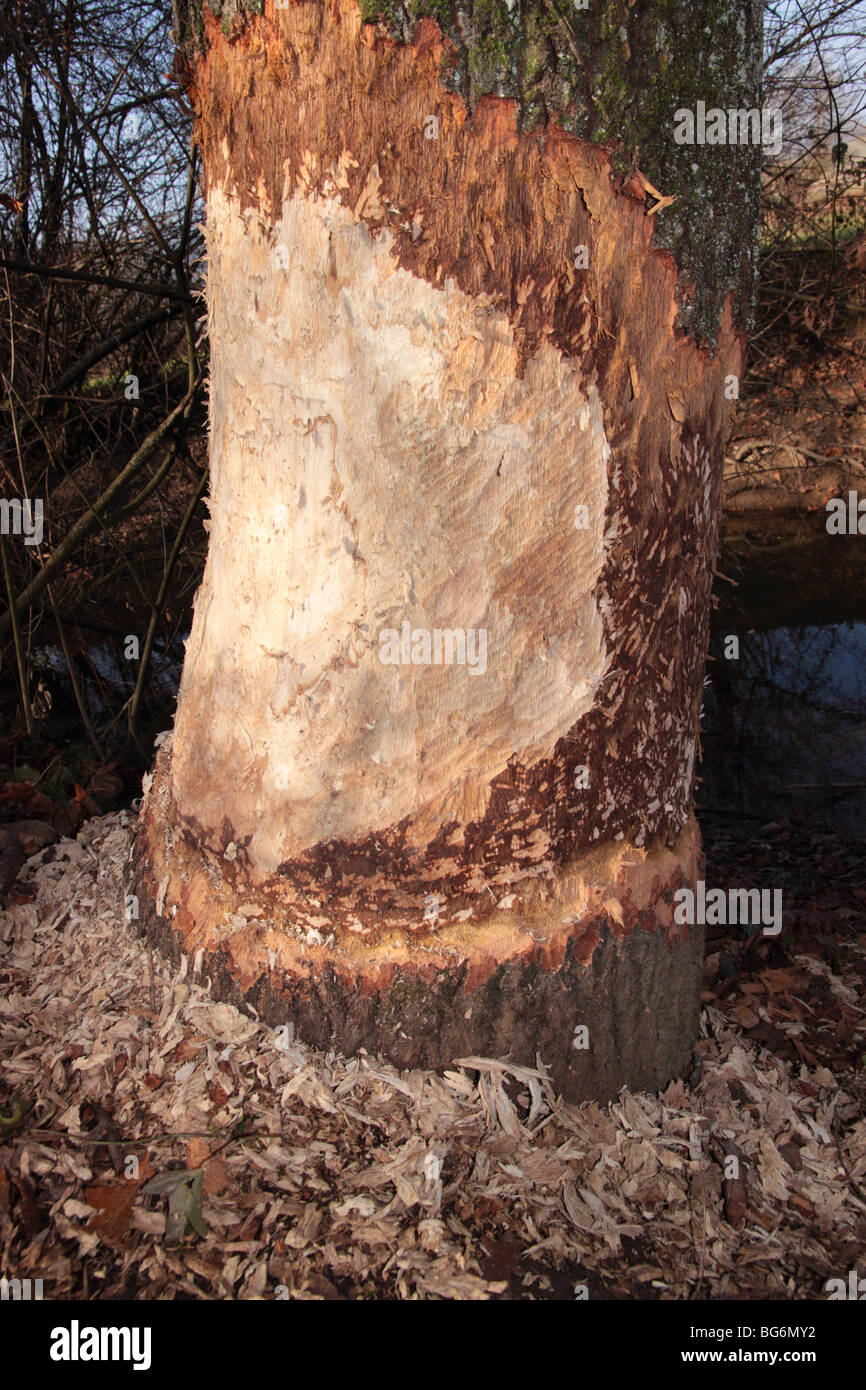 marks of European beaver Castor fiber in Slovenia Stock Photo