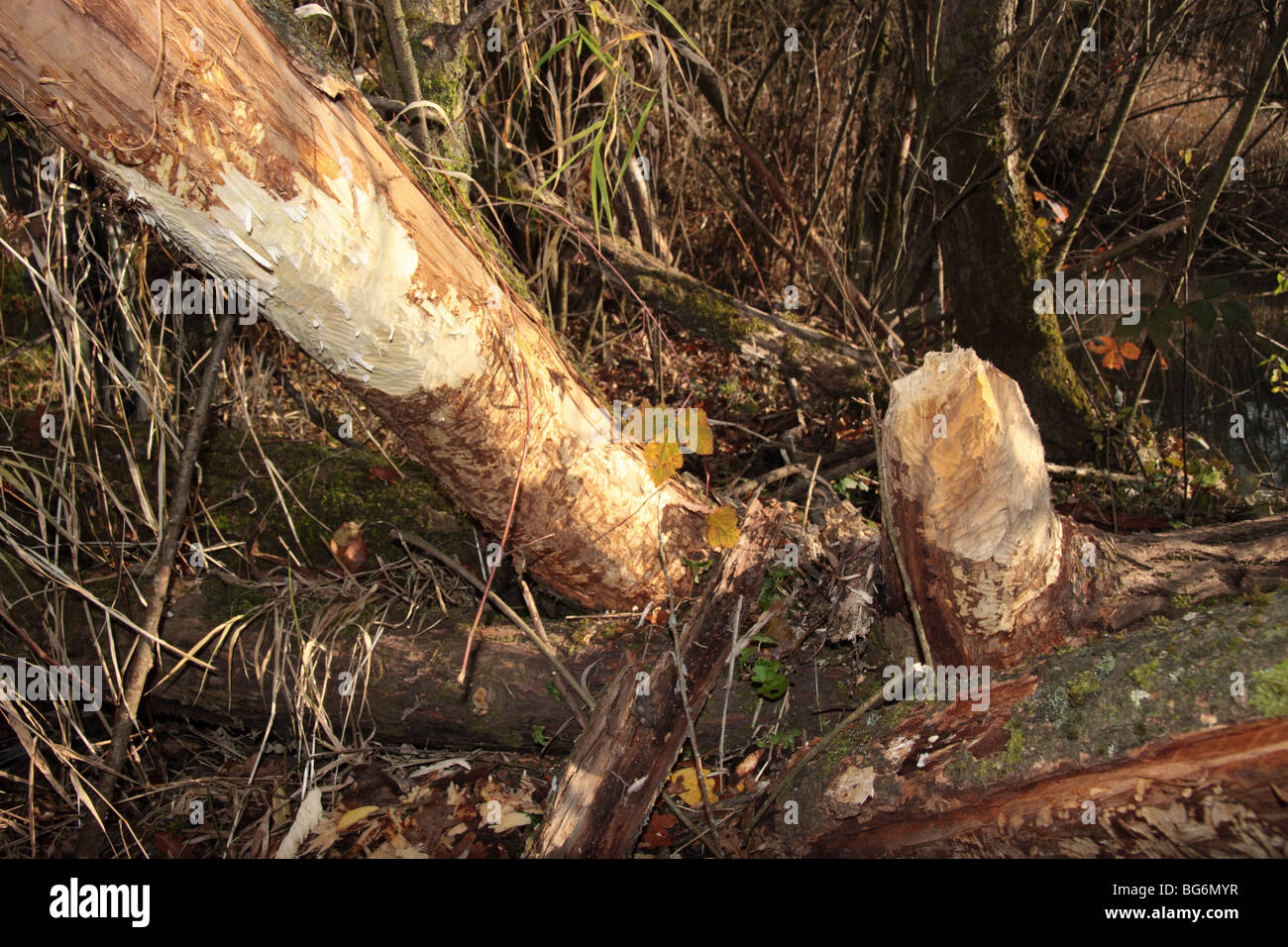 marks of European beaver Castor fiber in Slovenia Stock Photo