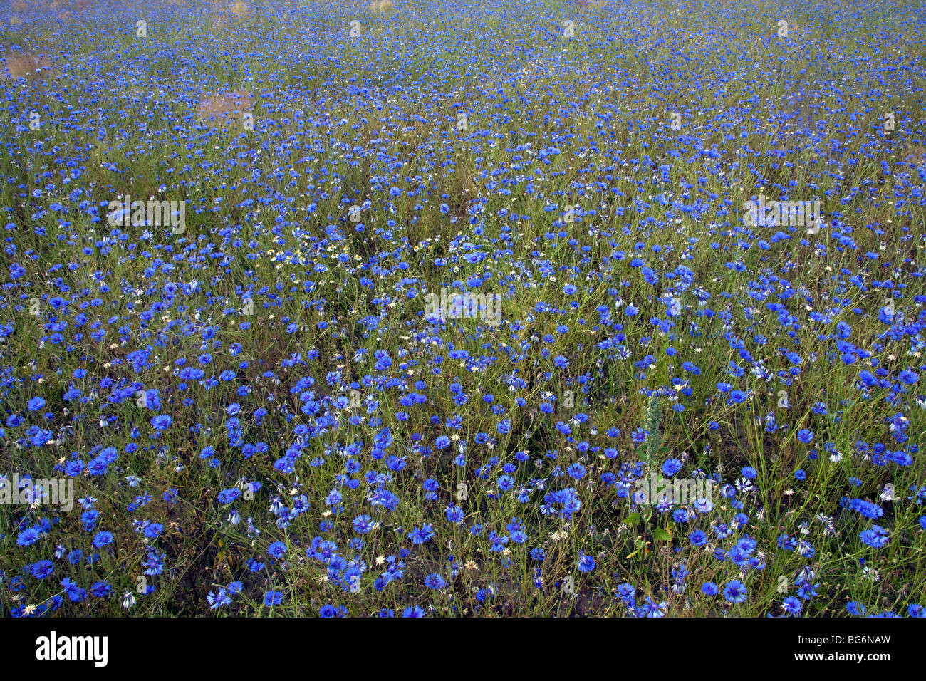 Cornflowers (Centaurea cyanus) in flower in field Stock Photo