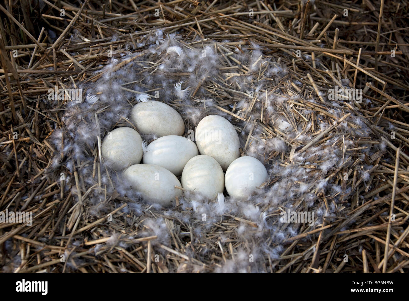 Greylag Goose / Graylag Goose (Anser anser) nest with clutch of eggs in reed bed Stock Photo