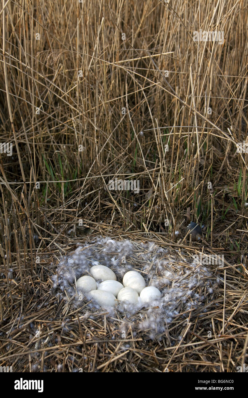 Greylag Goose / Graylag Goose (Anser anser) nest with clutch of eggs in reed bed Stock Photo