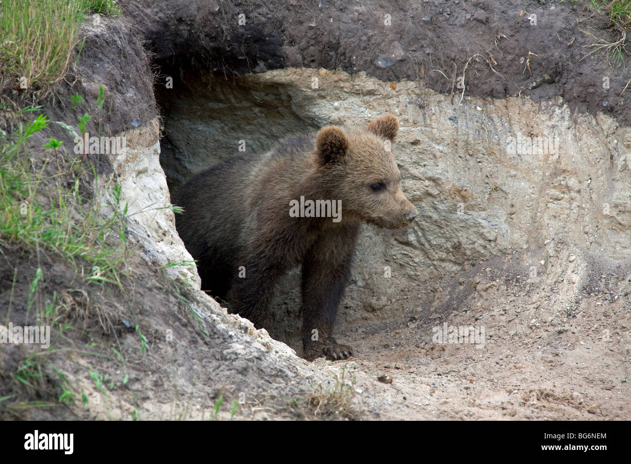 Bears den hires stock photography and images Alamy