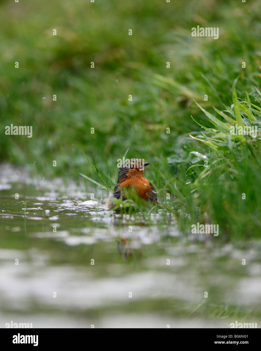 robin (Erithacus rubecula) bathing in garden pool Stock Photo - Alamy
