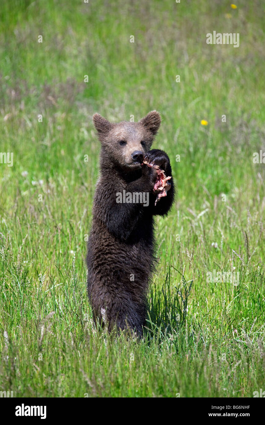 European brown bear (Ursus arctos) cub eating meat in meadow, Sweden Stock Photo