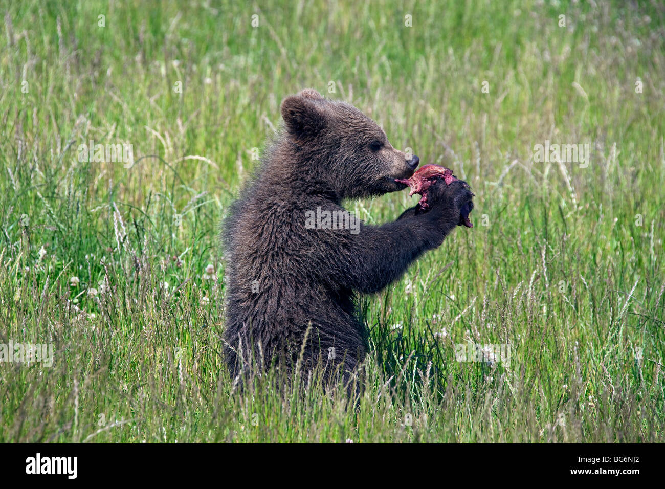 European brown bear (Ursus arctos) cub eating meat in meadow, Sweden