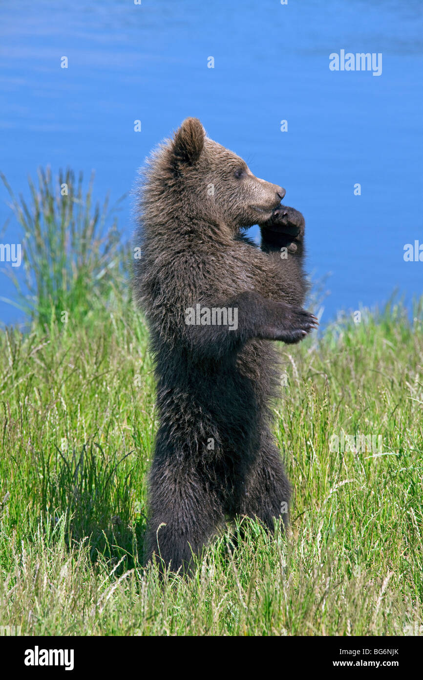 Cute curious European brown bear (Ursus arctos) cub standing upright on lake bank, Sweden Stock Photo