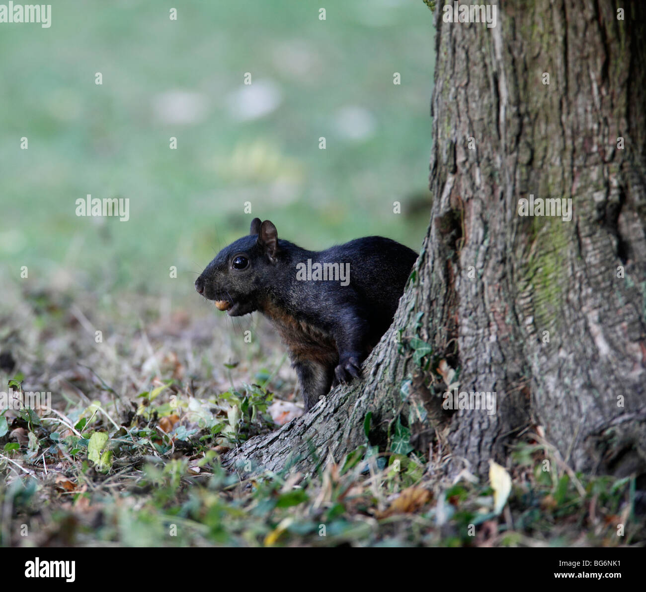 Grey squirrel (Scirius carolinensis) black mutant looking round tree with acorn in mouth Stock Photo
