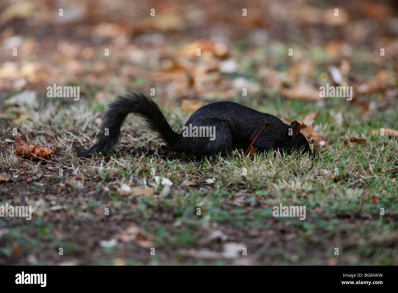 Grey squirrel (Scirius carolinensis) black mutant about to bury acorn