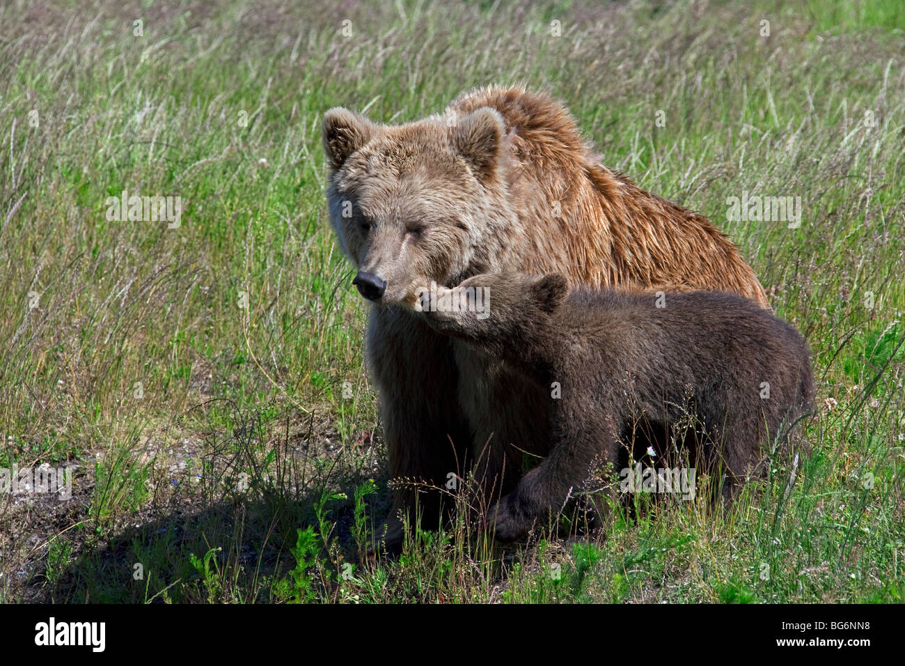 Brown bear ursus arctos mother with cub hi-res stock photography and ...
