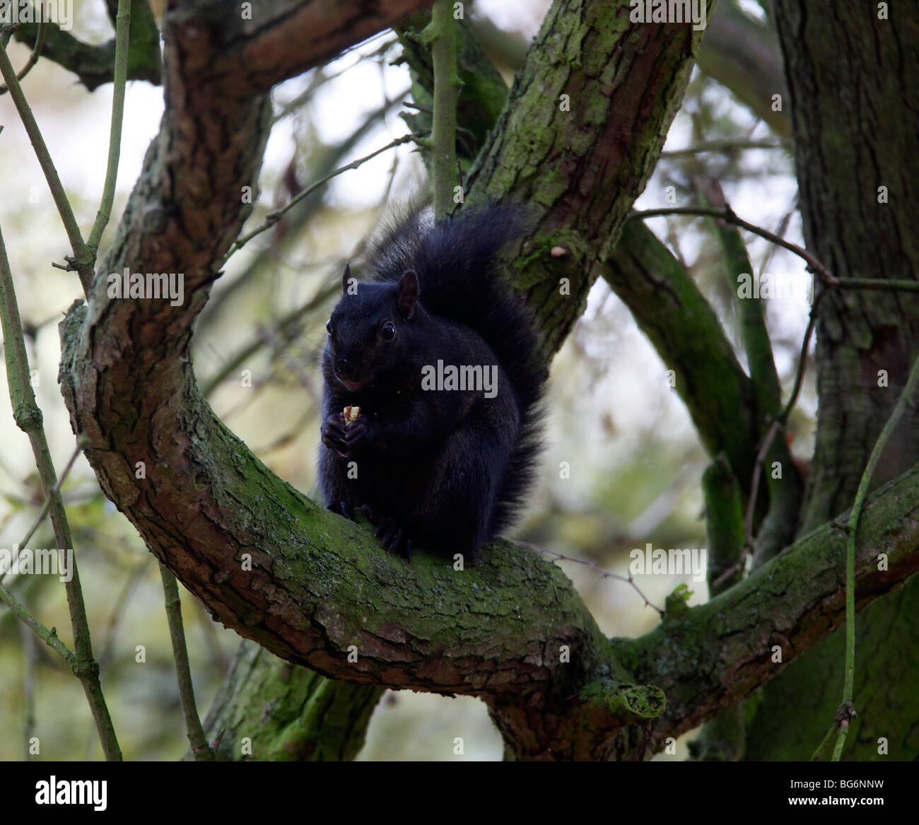 Grey squirrel (Scirius carolinensis) black mutant eating acorn in tree Stock Photo
