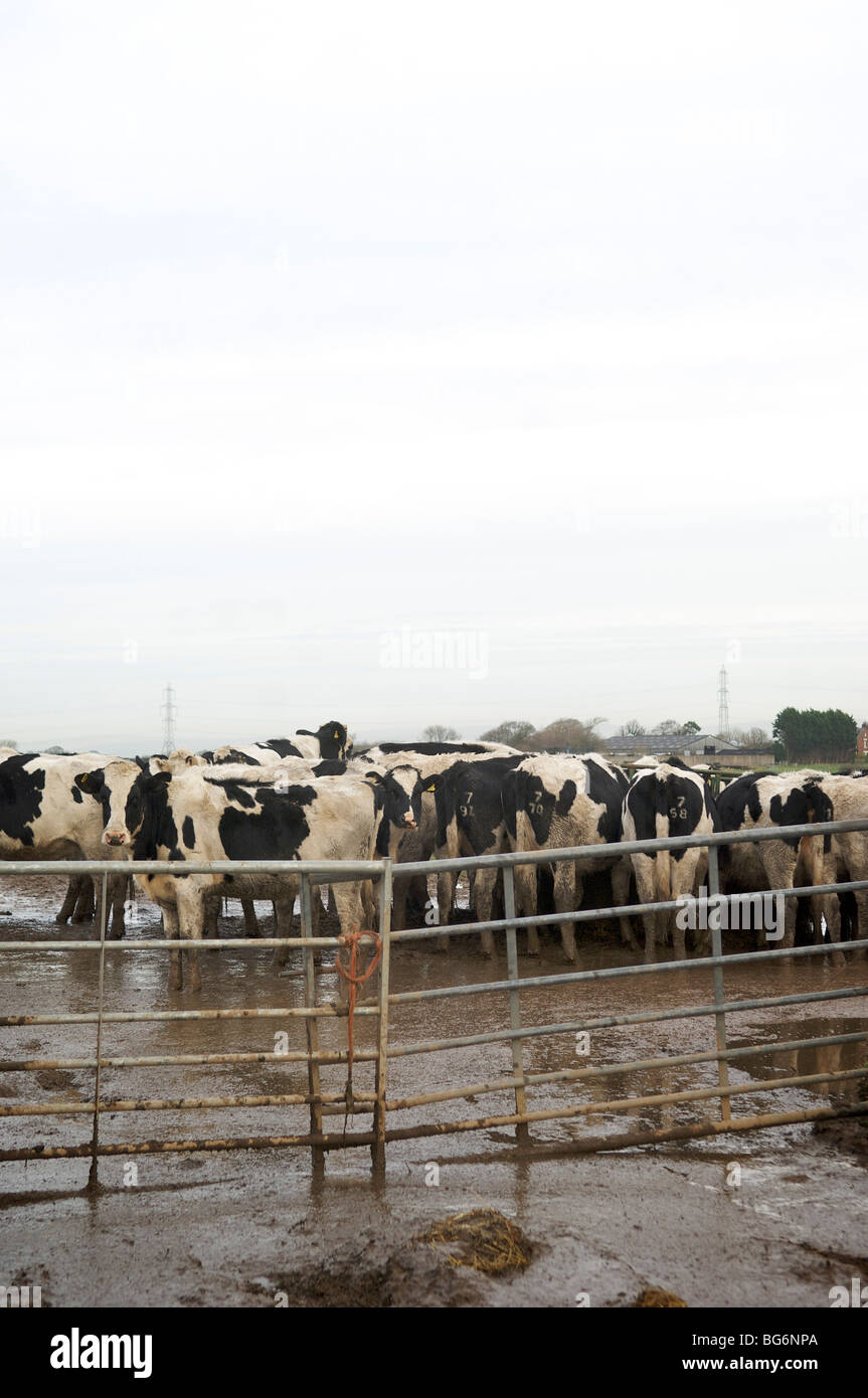 Cattle in muddy field on farm Stock Photo