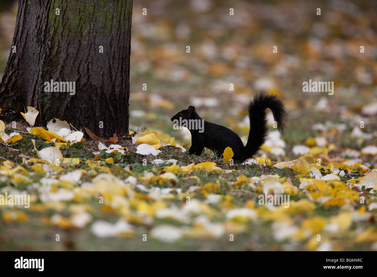 Grey squirrel (Scirius carolinensis) black mutant about to climb tree Stock Photo