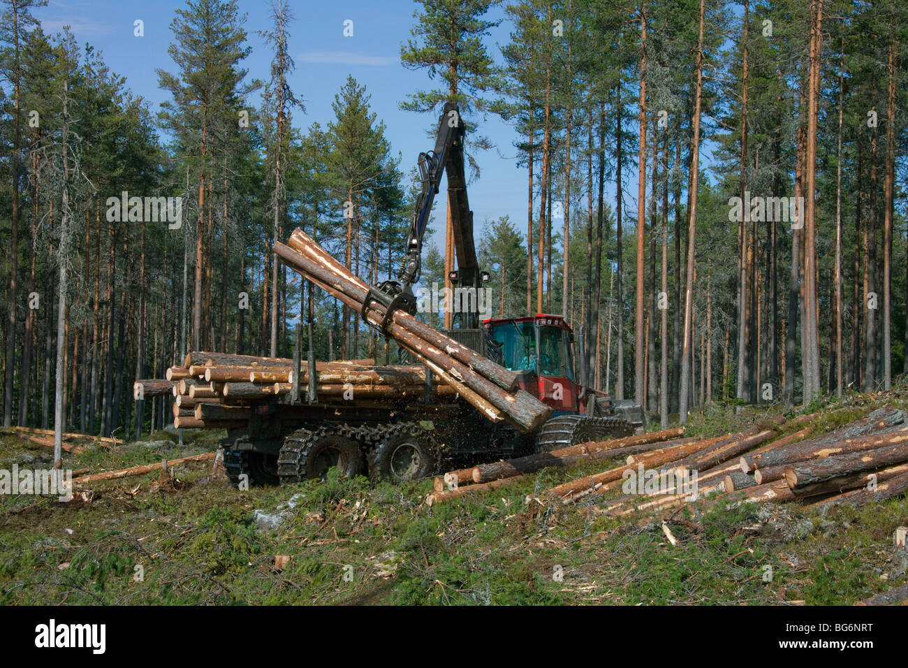 Logging industry showing timber / trees being loaded on forestry machinery / Timberjack harvester in pine forest Stock Photo