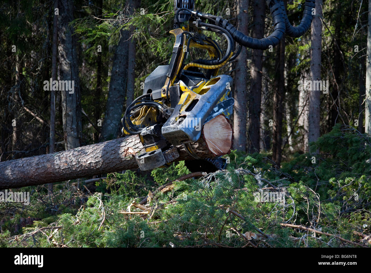 Logging industry showing timber / trees felled by forestry machinery / Timberjack harvester in pine forest Stock Photo