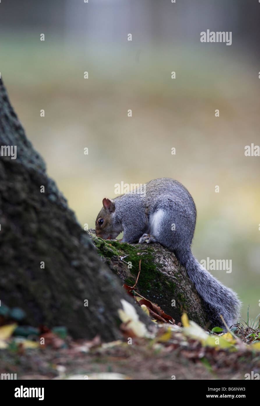 Grey squirrel (Scirius carolinensis) eating nuts on ash tree root Stock