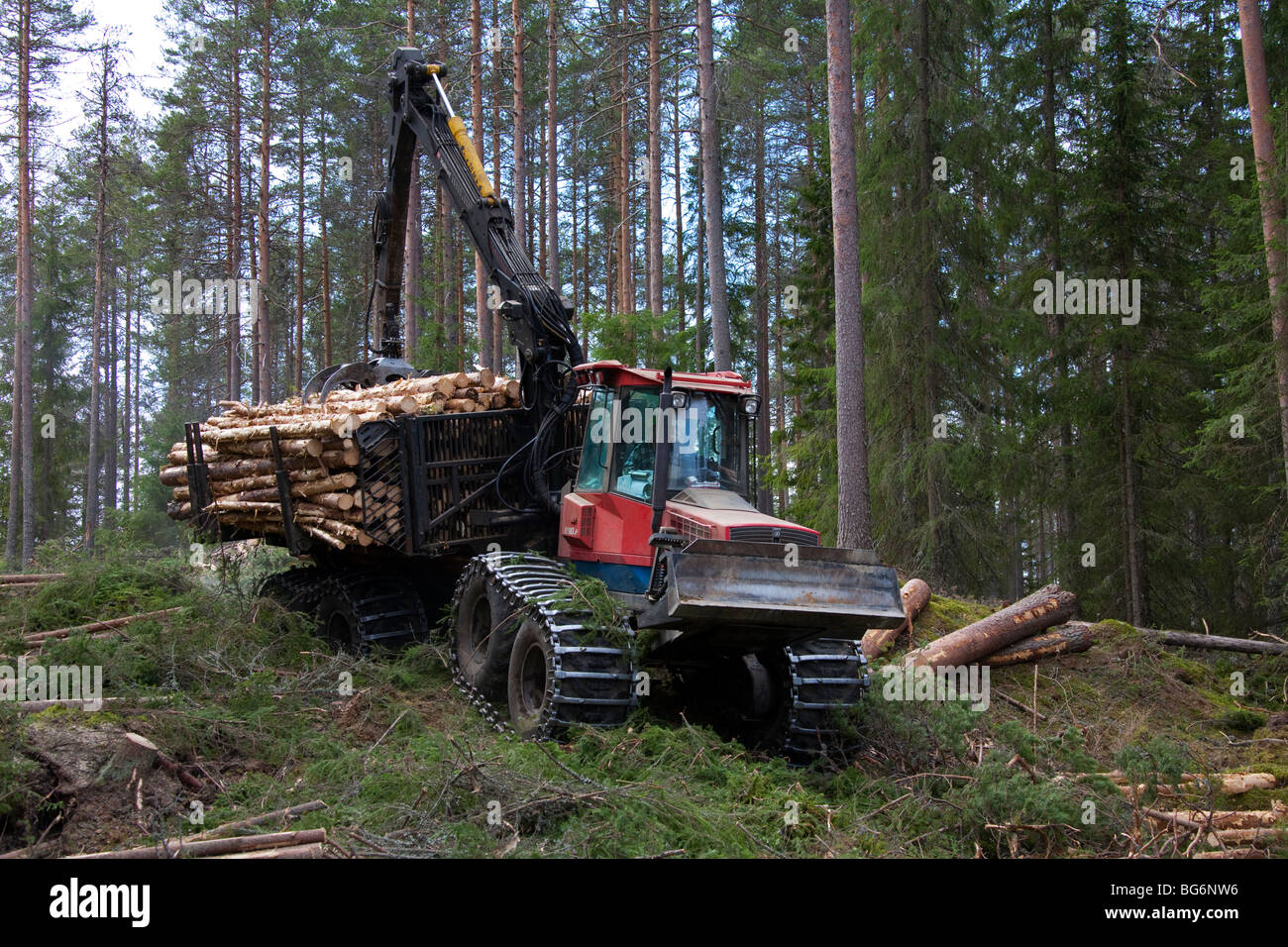 Logging industry showing timber / trees being loaded on forestry ...