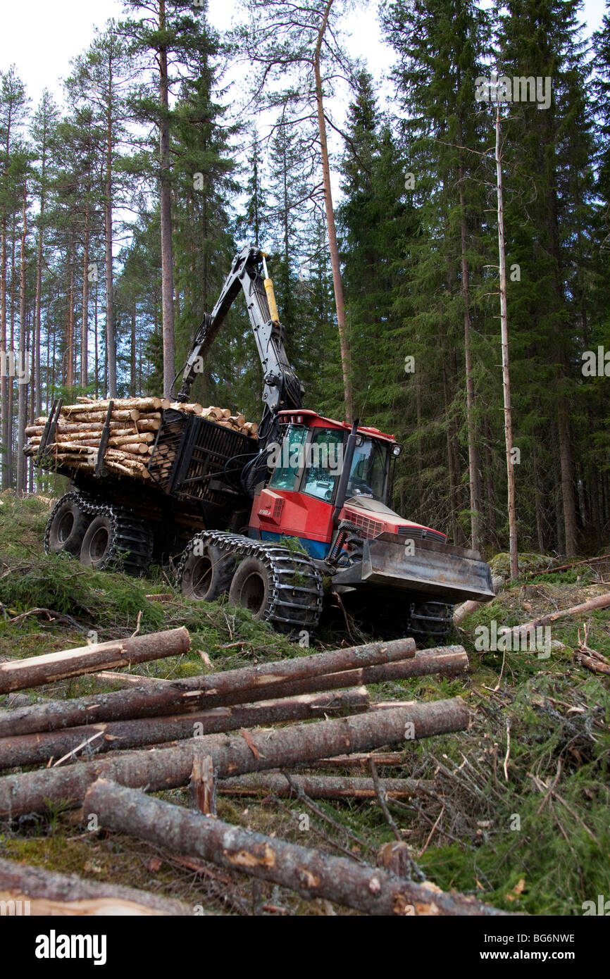Logging industry showing timber / trees being loaded on forestry