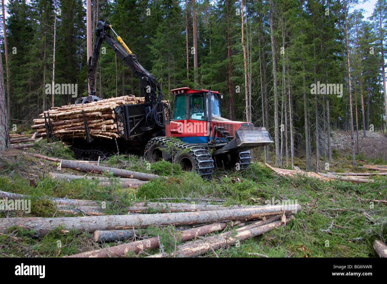Logging industry showing timber / trees being loaded on forestry machinery / Timberjack harvester in pine forest Stock Photo
