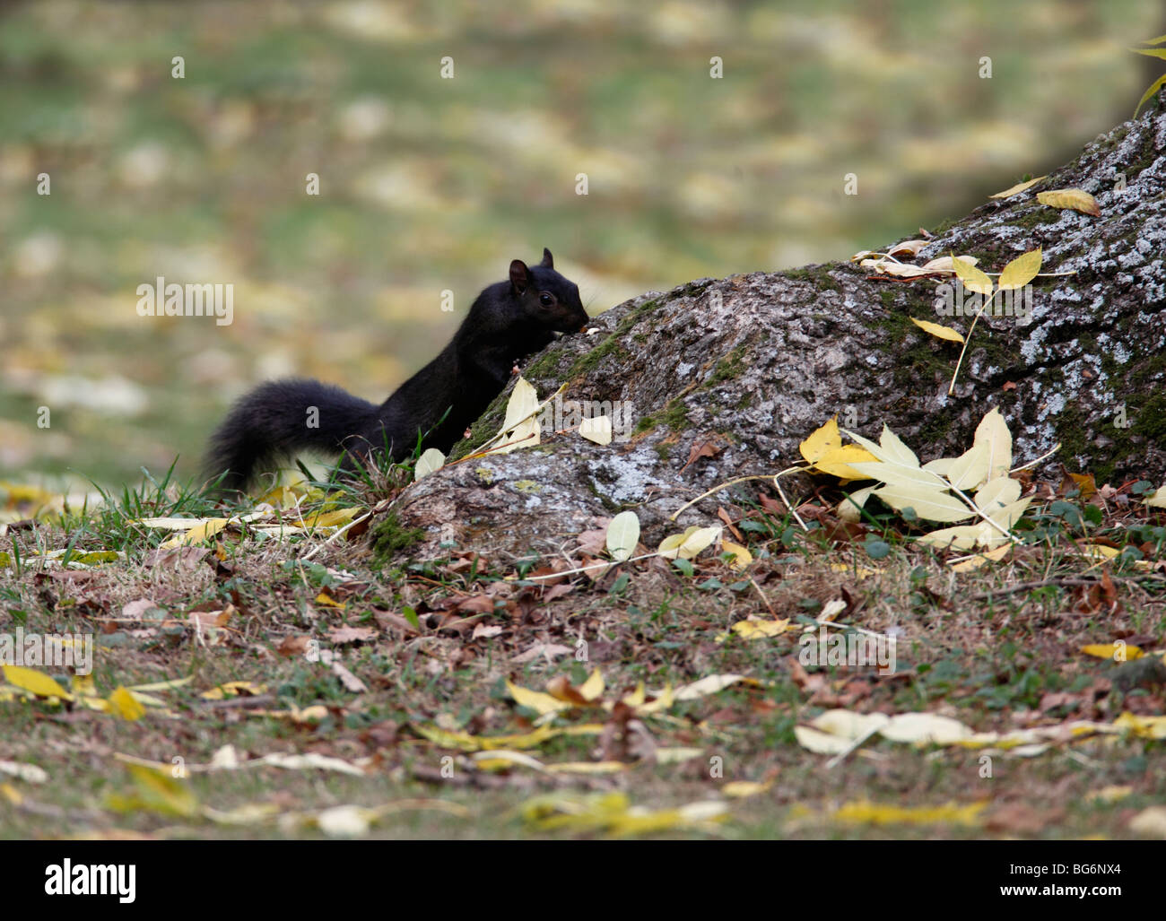 Grey squirrel (Scirius carolinensis) black mutant looking for food at base of ash tree Stock Photo