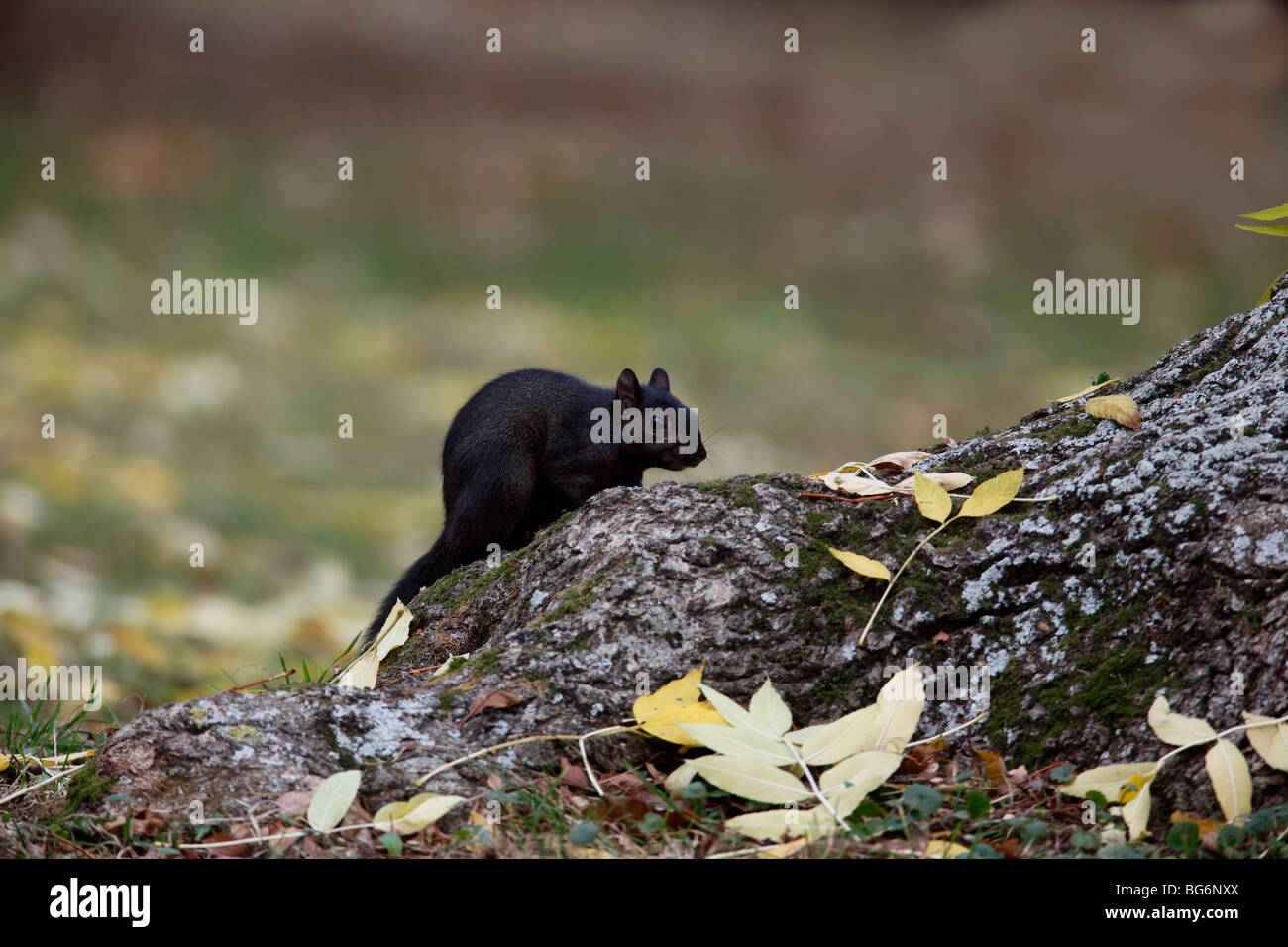 Grey squirrel (Scirius carolinensis) black mutant eating nuts on ash tree root Stock Photo