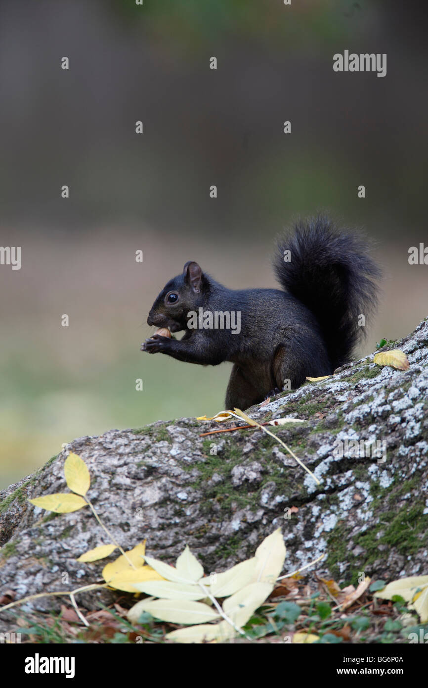 Grey squirrel (Scirius carolinensis) black mutant eating acorn on ash tree root Stock Photo