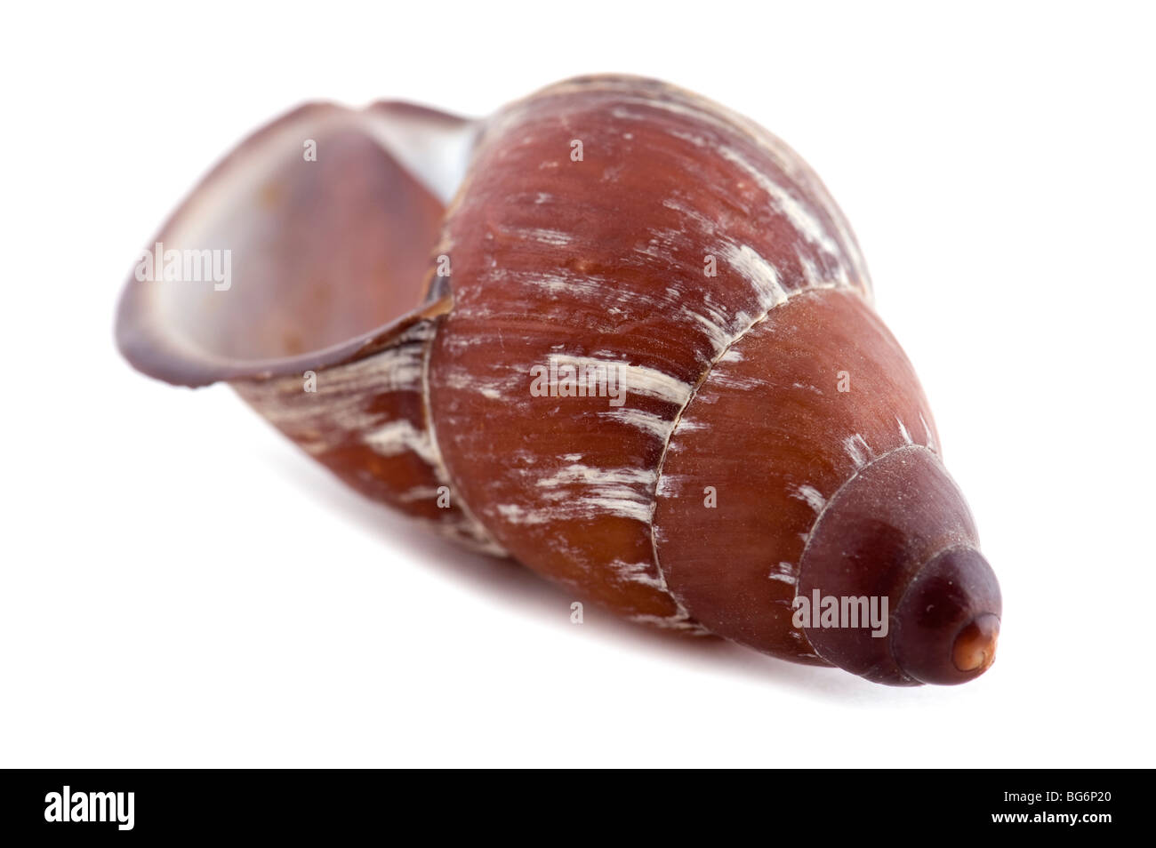 object on white - sea shells close up Stock Photo