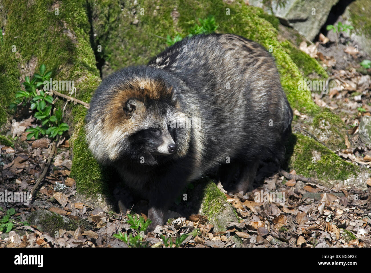 Raccoon dog (Nyctereutes procyonoides) invasive species in Germany,  indigenous to East Asia Stock Photo - Alamy