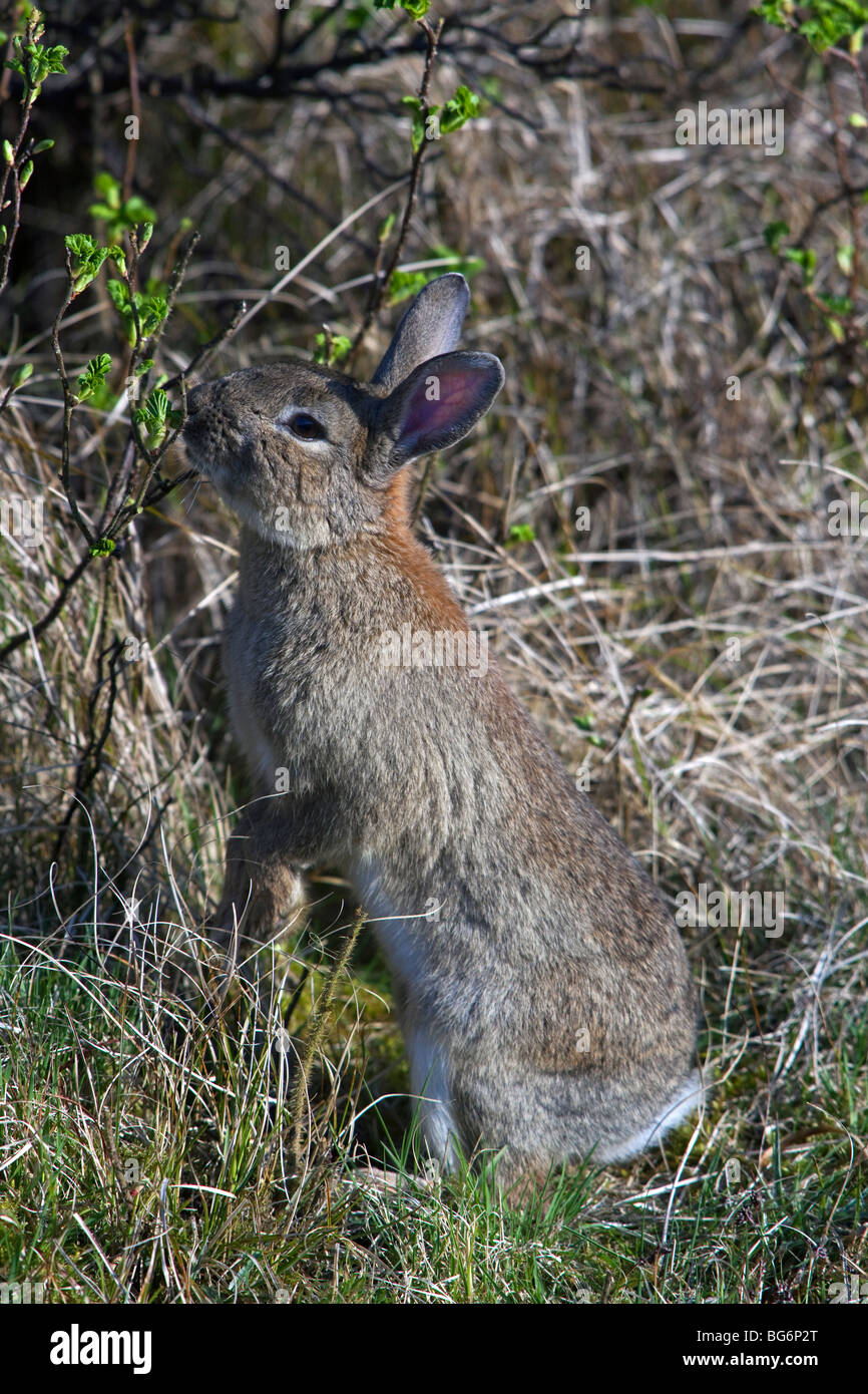Rabbit (Oryctolagus cuniculus) eating new shoots in shrubs / thicket Stock Photo