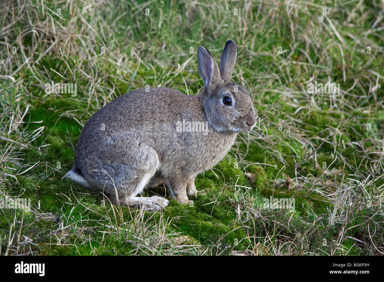 Rodent lagomorphs hi-res stock photography and images - Alamy