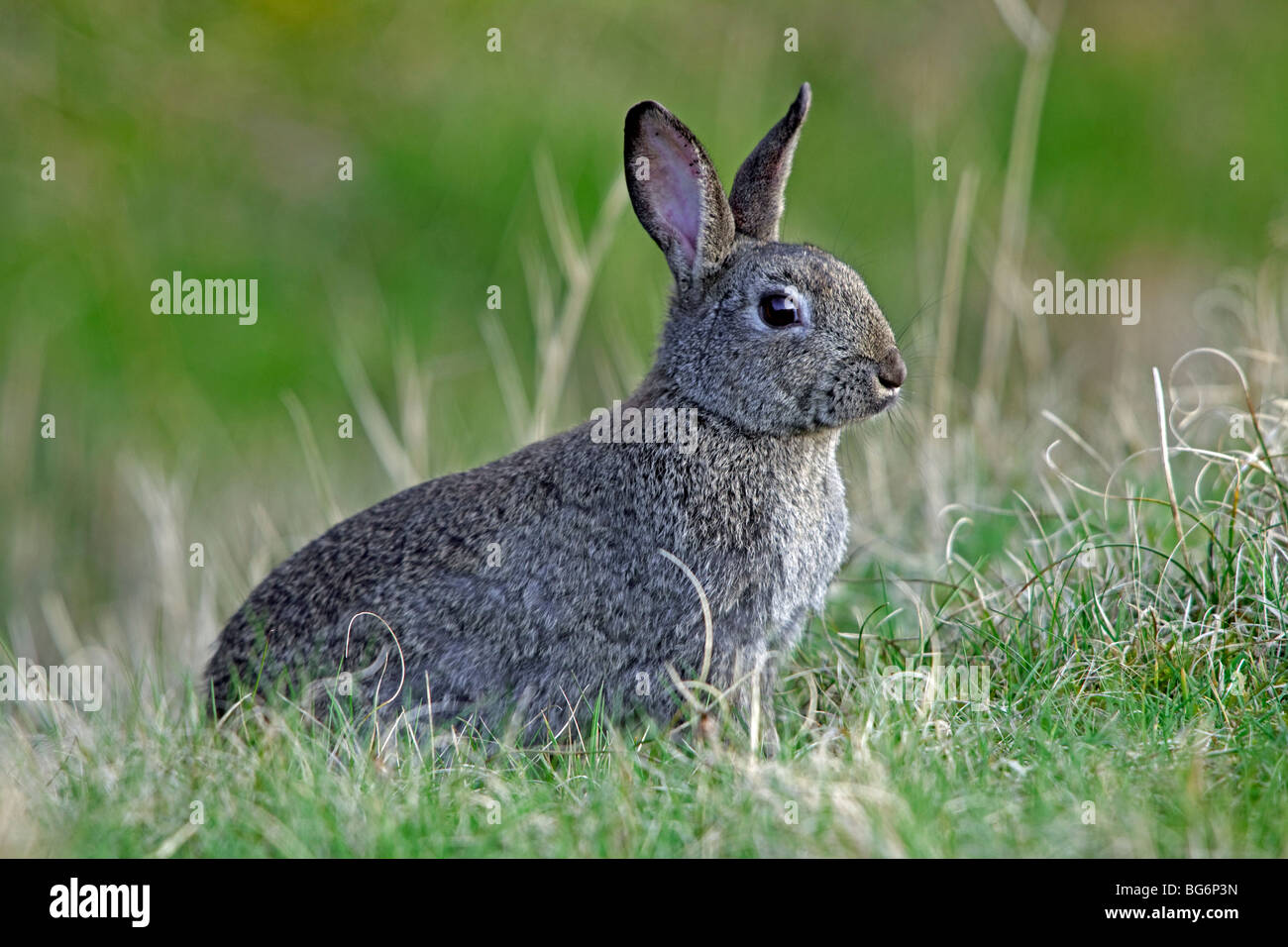 Rabbit (lagomorphs) hi-res stock photography and images - Alamy