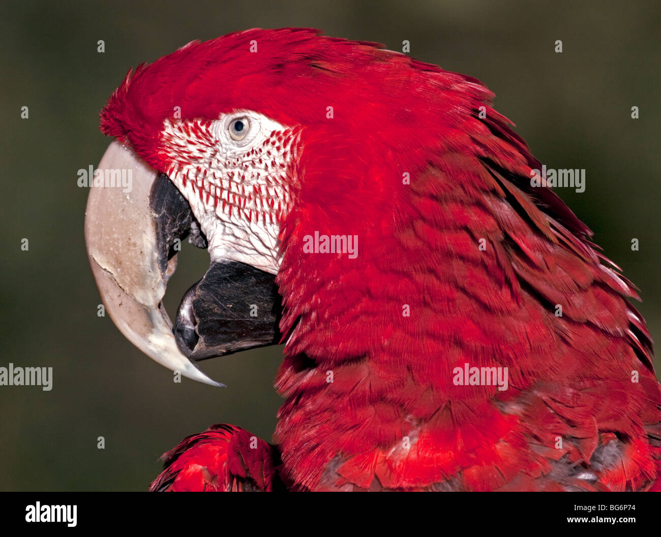Green Winged Macaw / Red and Green Macaw (ara chloropterus) Stock Photo