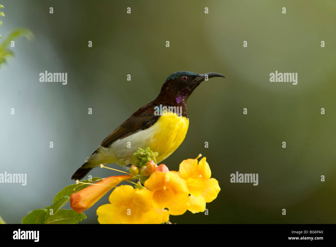 cute Purple sunbird bird on flower Stock Photo