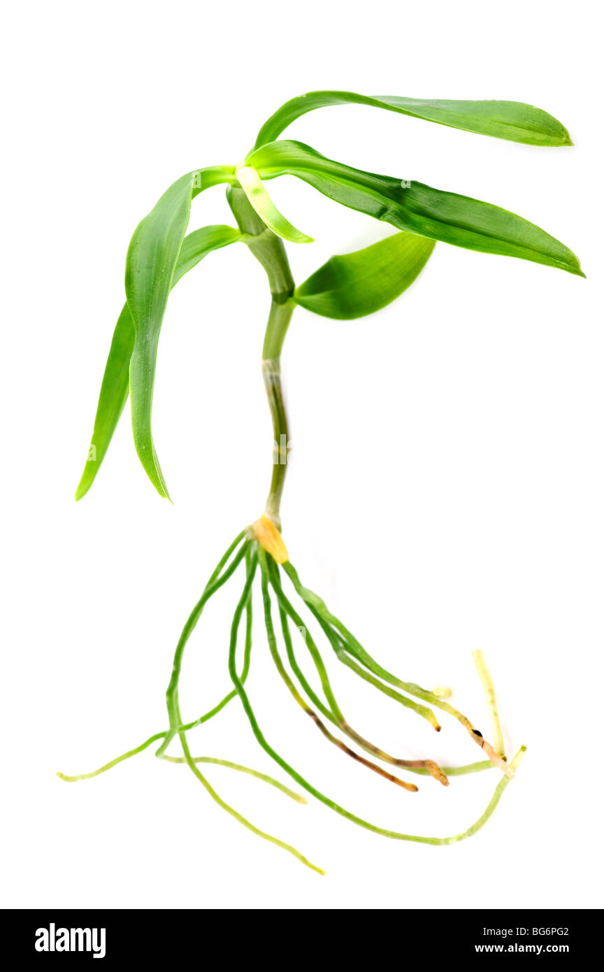object on white - plant with root Stock Photo