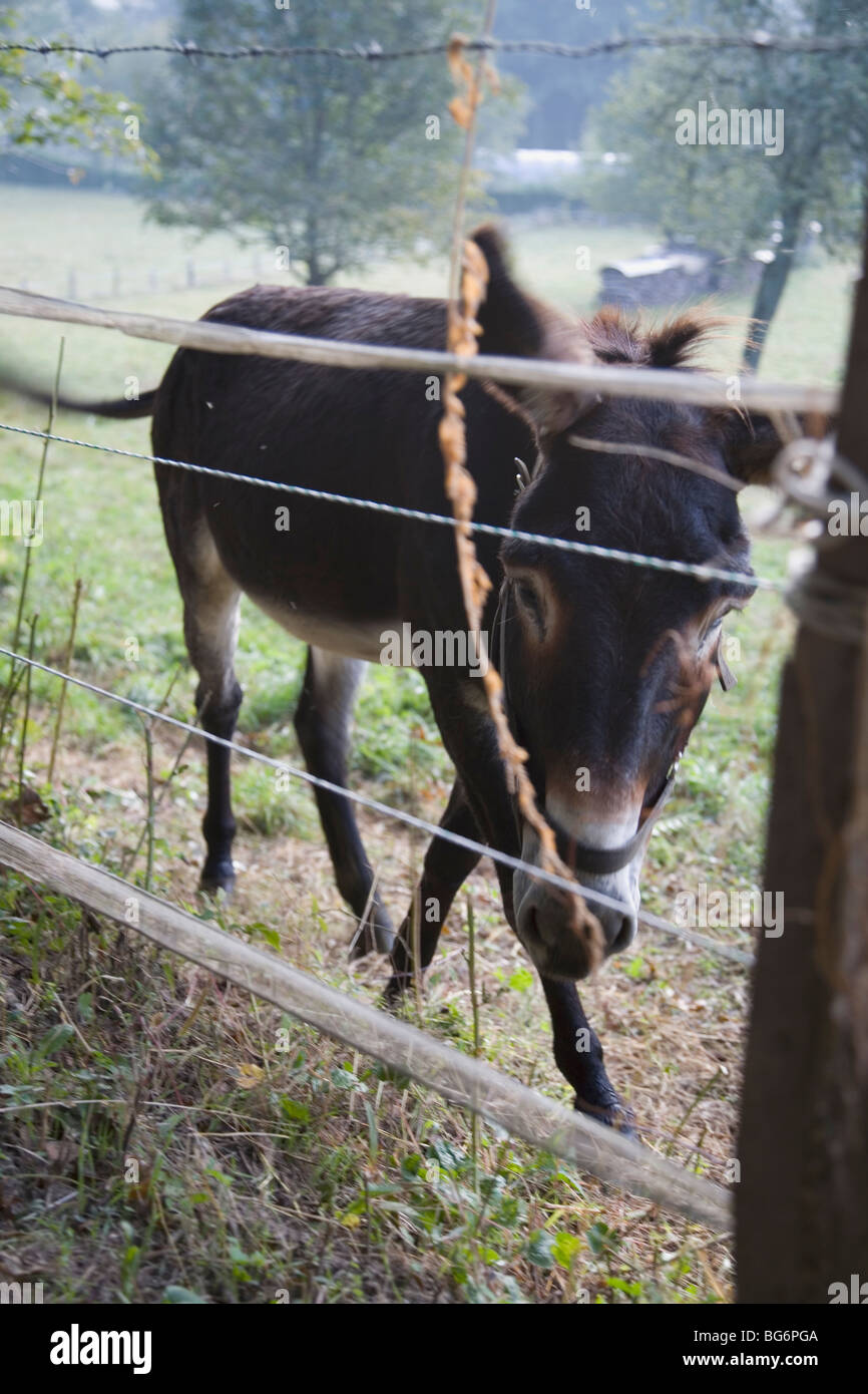 The trees have ears and the fields have eyes hires stock photography