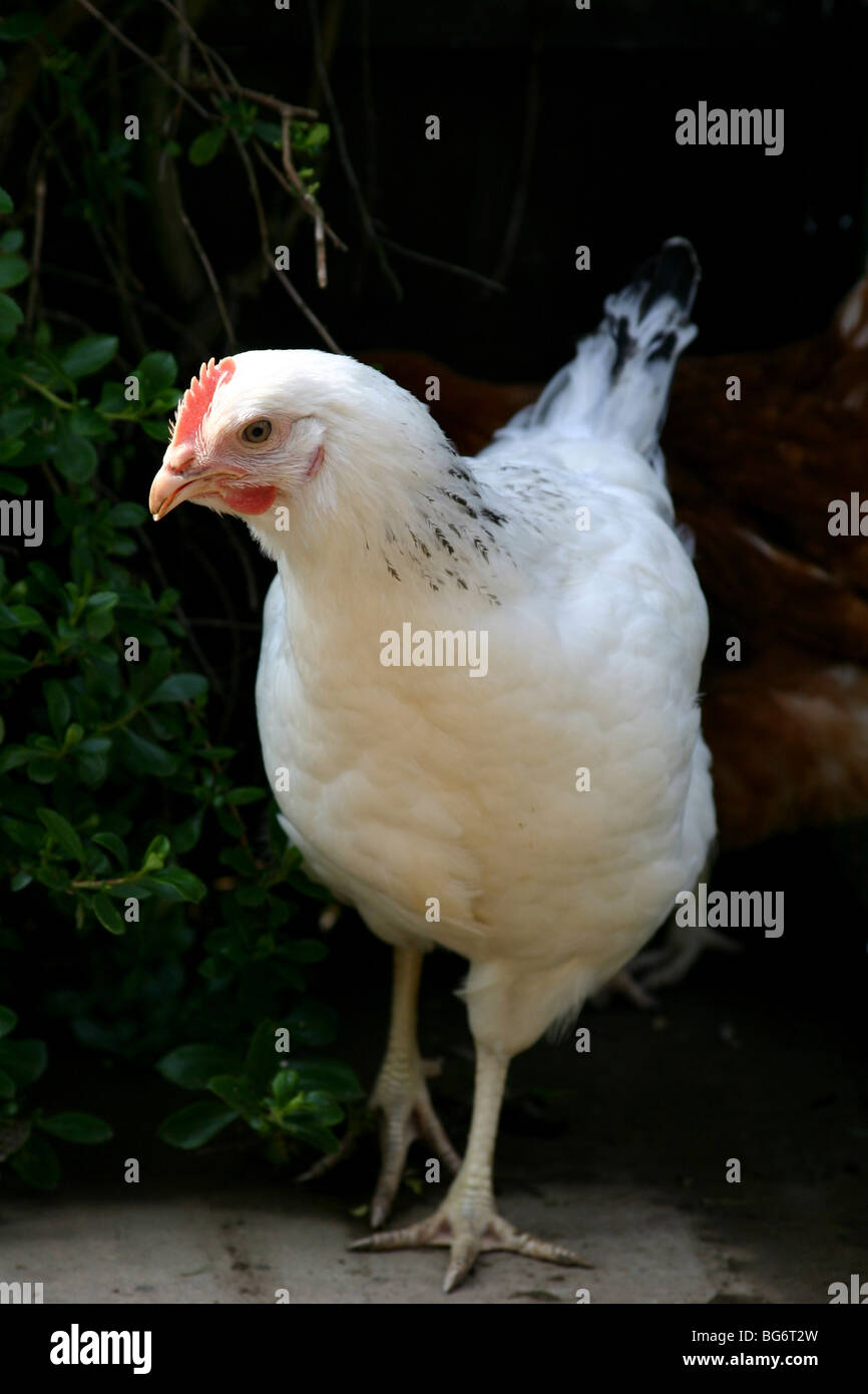 A Sussex free-range hen. Stock Photo