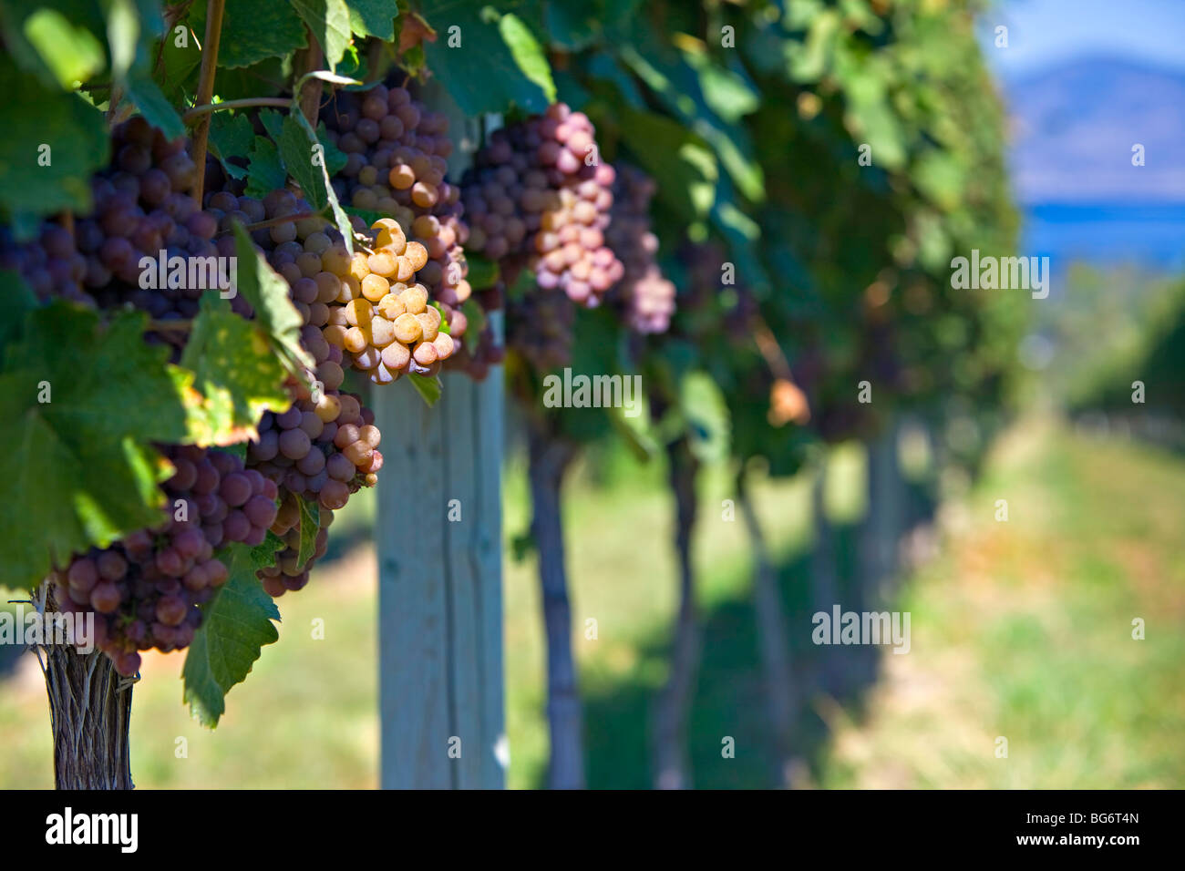 Gewurztraminer grapes growing at a vineyard in Kelowna, Okanagan, British Columbia, Canada. Stock Photo
