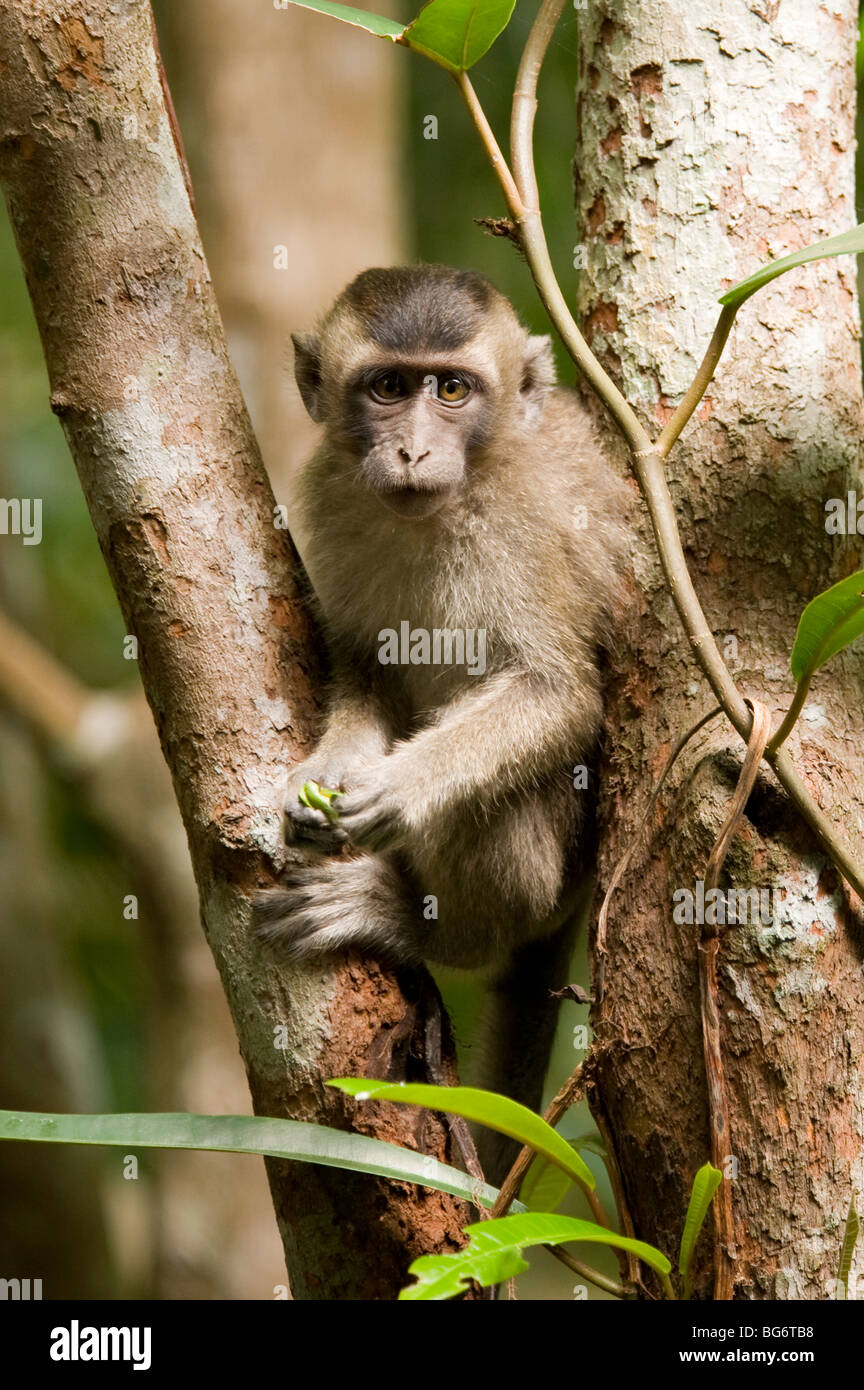 Long tailed Macaque monkey in Tanjung Puting national park, Borneo Stock Photo