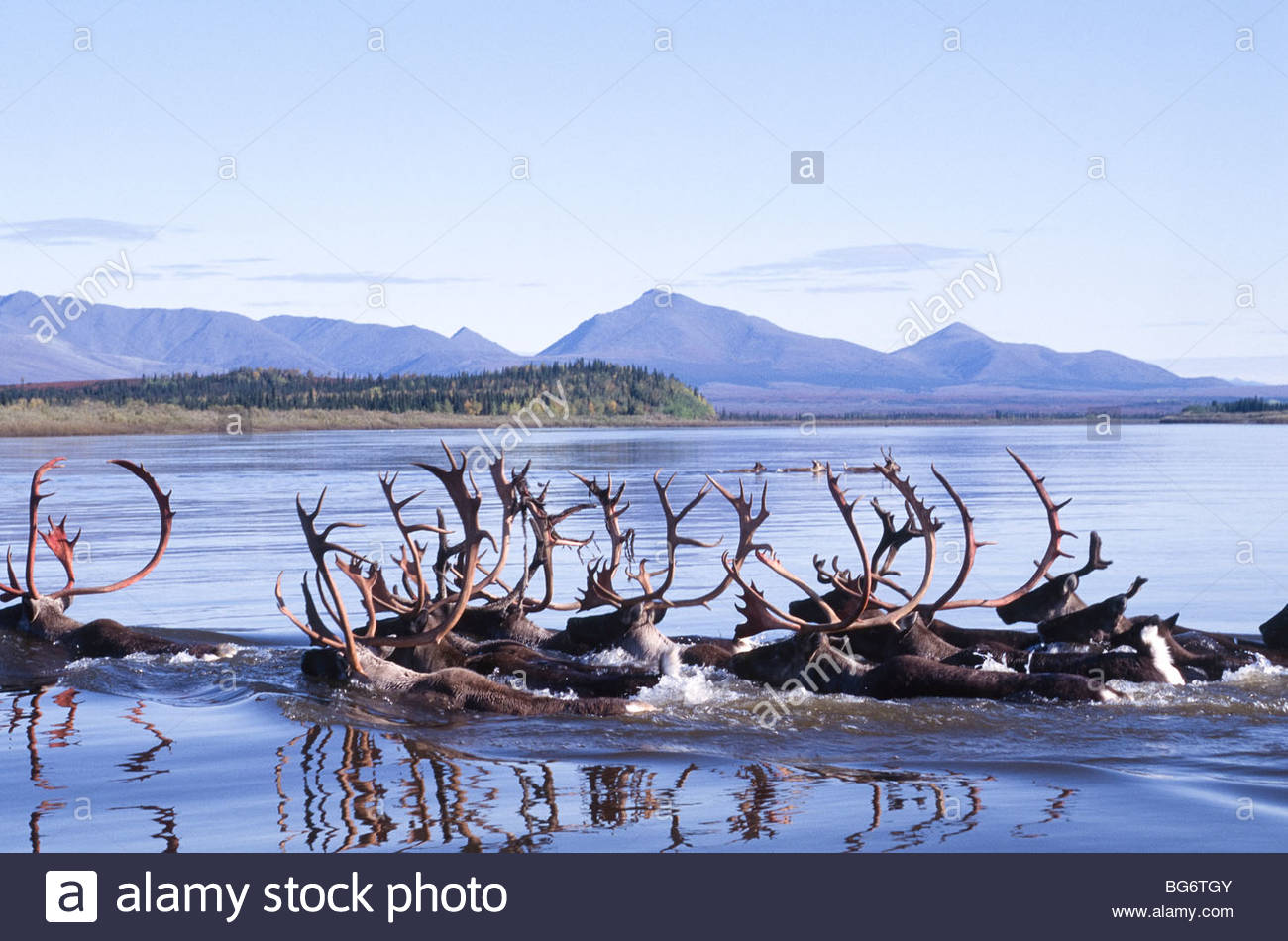 Caribou Herd Alaska Stock Photos & Caribou Herd Alaska Stock Images Alamy