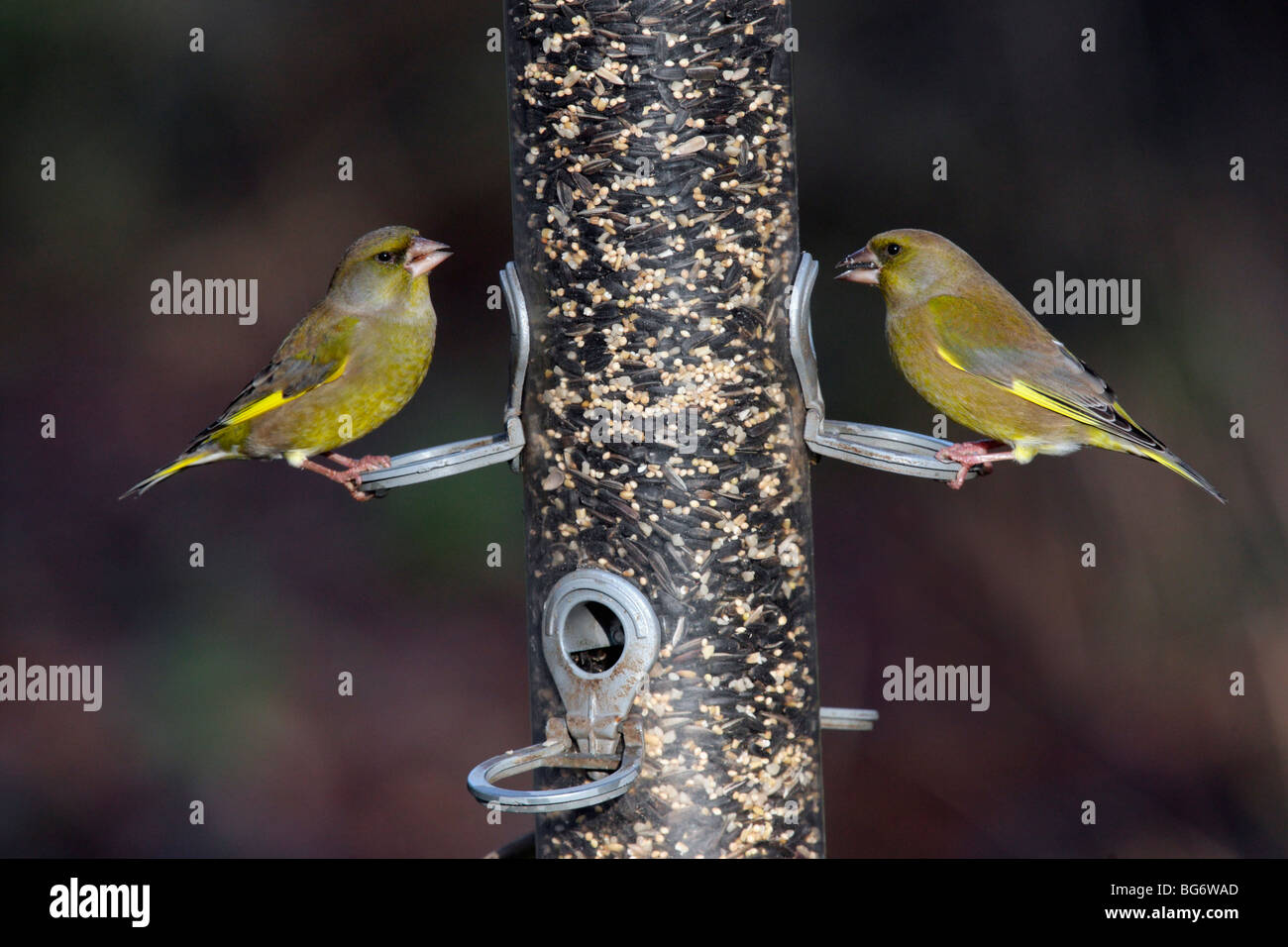 Greenfinch, Carduelis chloris, two birds on a bird feeder, Shropshire 2009 Stock Photo