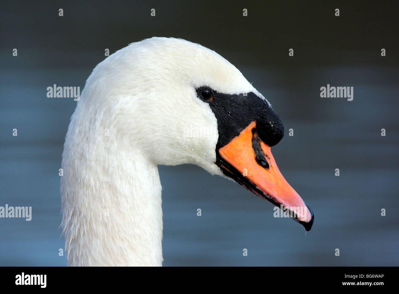 Mute swan, Cygnus olor, single bird, males head in closeup against water, Shropshire, December 2009 Stock Photo