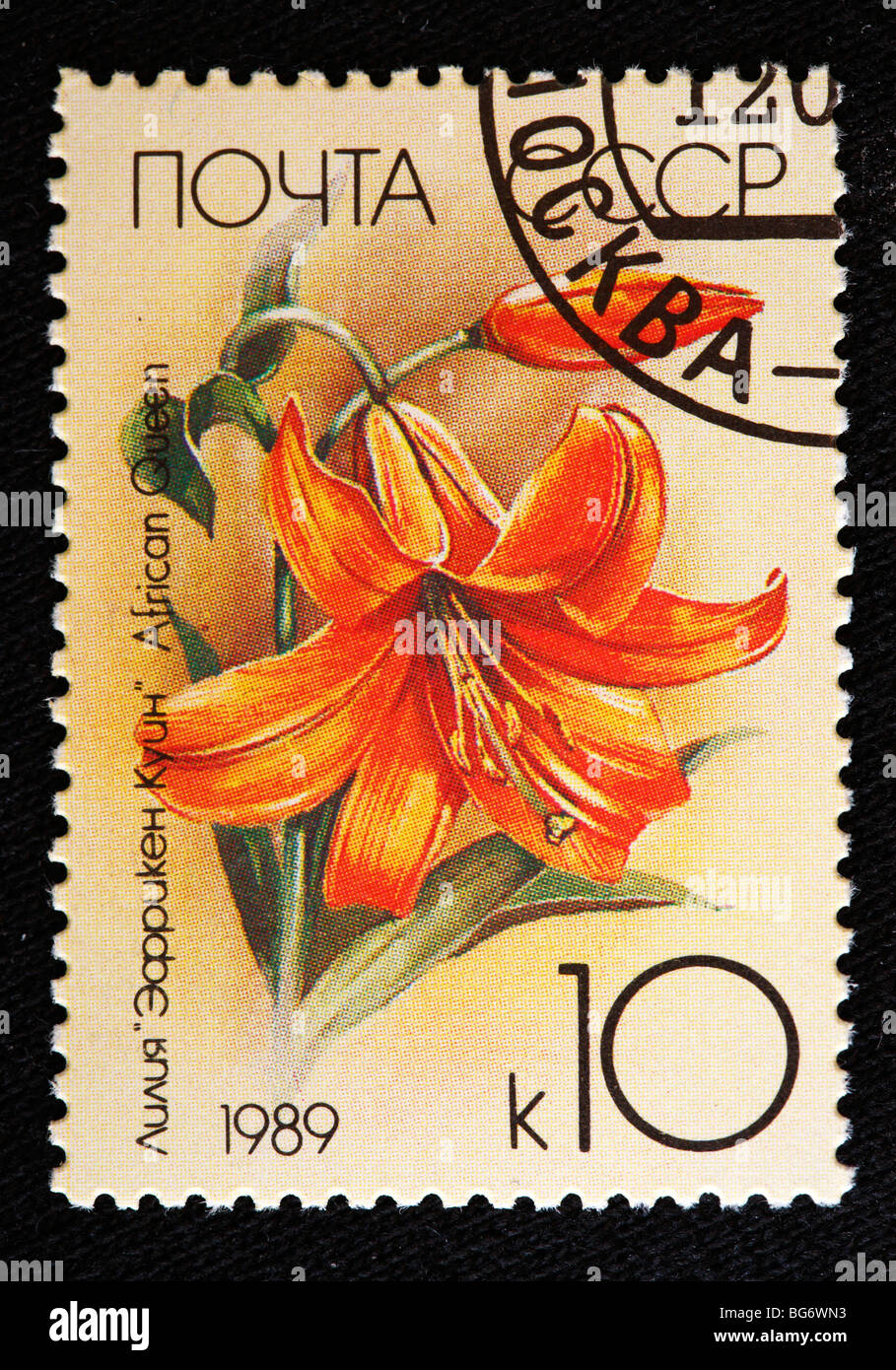 Lily African Queen (Lilium speciosum), postage stamp, USSR, 1989 Stock Photo