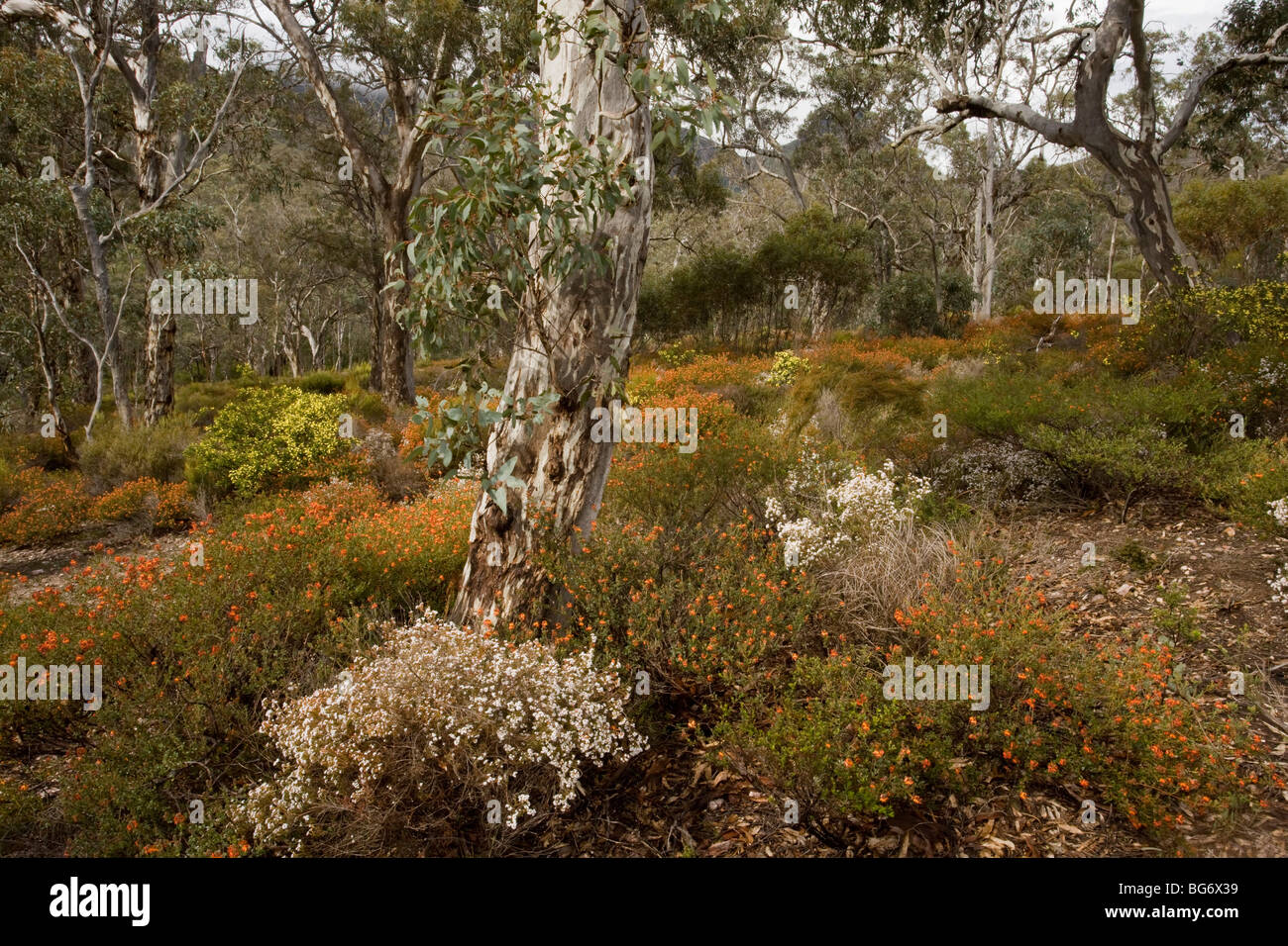 Jarrah Eucalyptus forest with orange Gastrolobium, white Mountain-heath Sphenotoma squarrosa, Mount Gog, Stirling Ranges Stock Photo