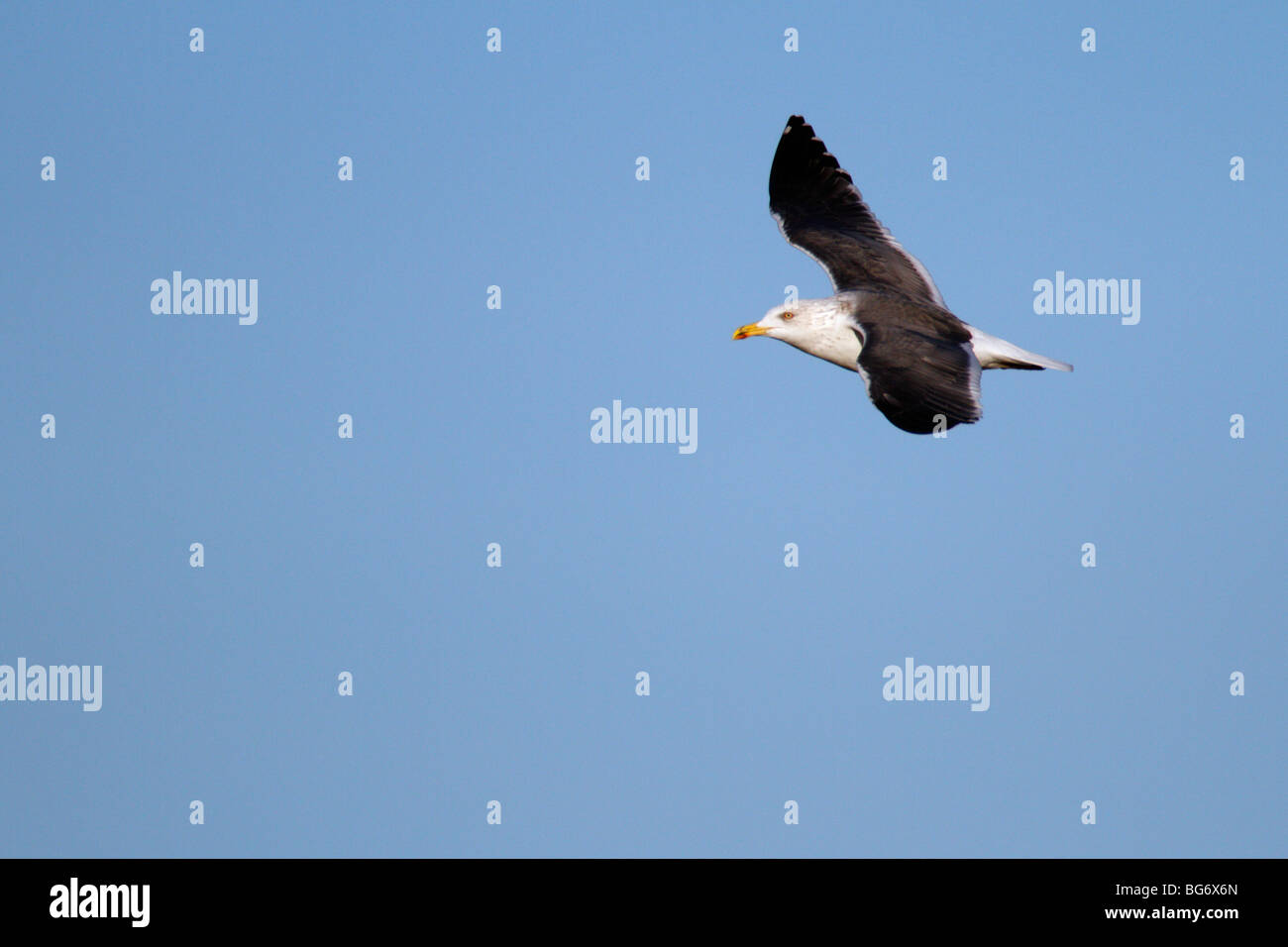 Lesser Black-backed Gull Larus fuscus in flight Stock Photo