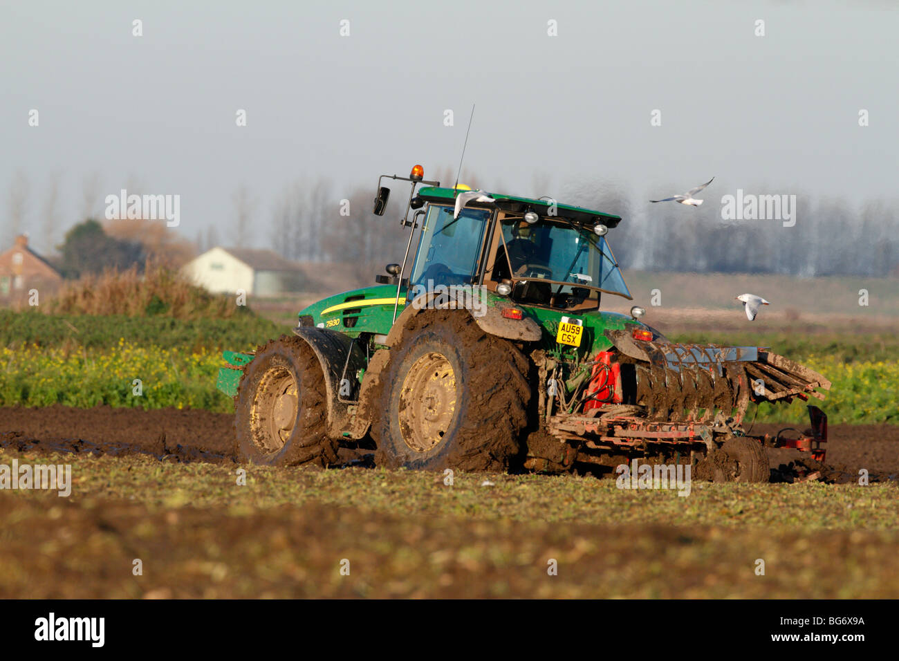Tractor ploughing with gulls cultivation Stock Photo