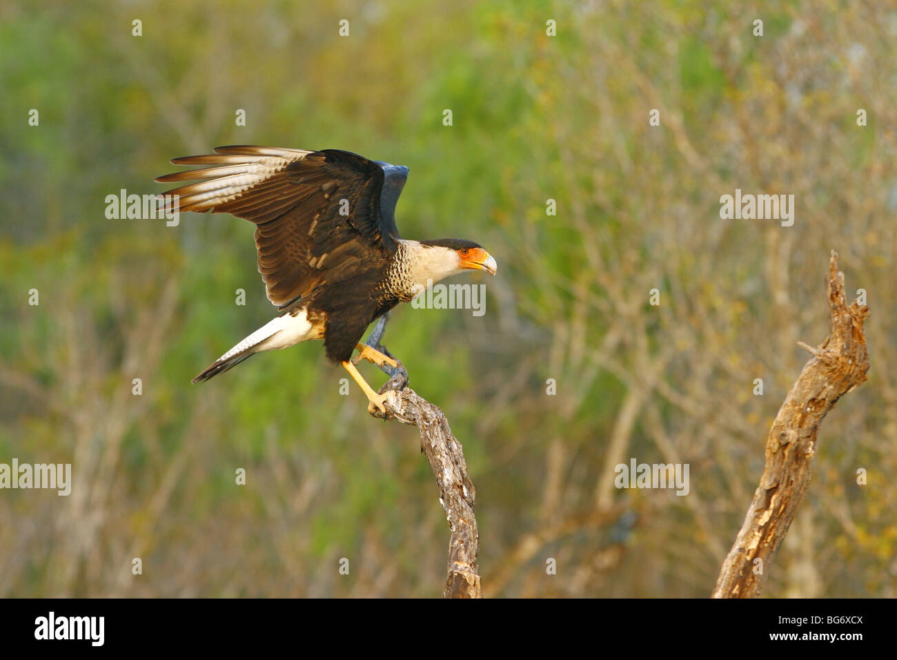 Crested Caracara Stock Photo