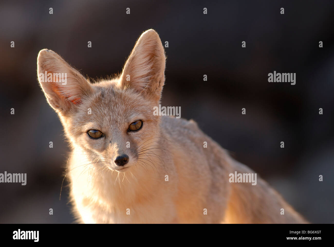 Stock photo of a kit fox in golden light, southwestern Utah. Stock Photo