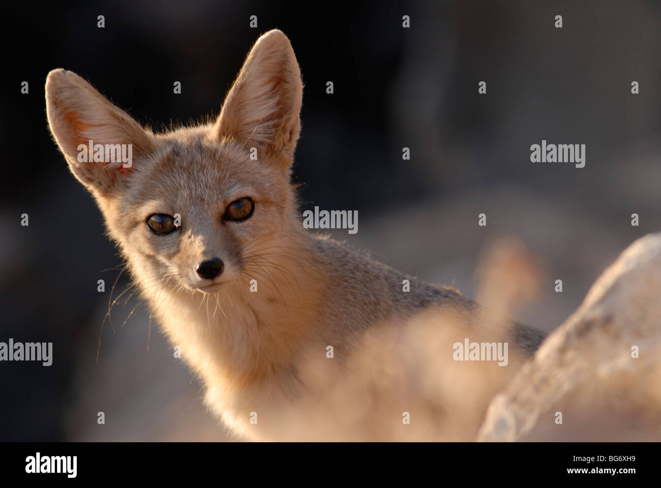 Stock photo of a kit fox peering from behind a rock in golden light, southwestern Utah. Stock Photo