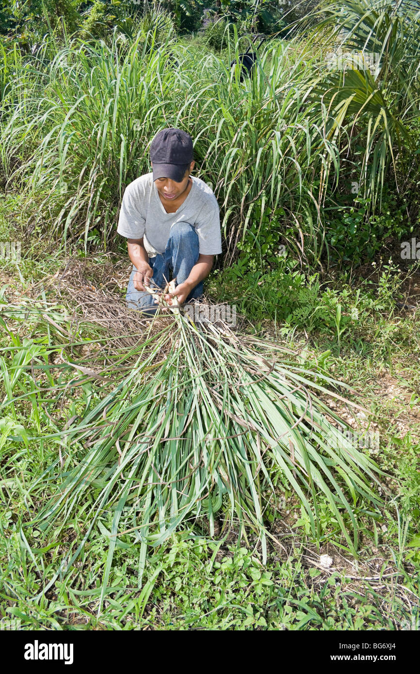 Worker separates bulbs of of lemon grass on CSA (community supported agriculture) farm in the Redland area south of Miami, FL Stock Photo
