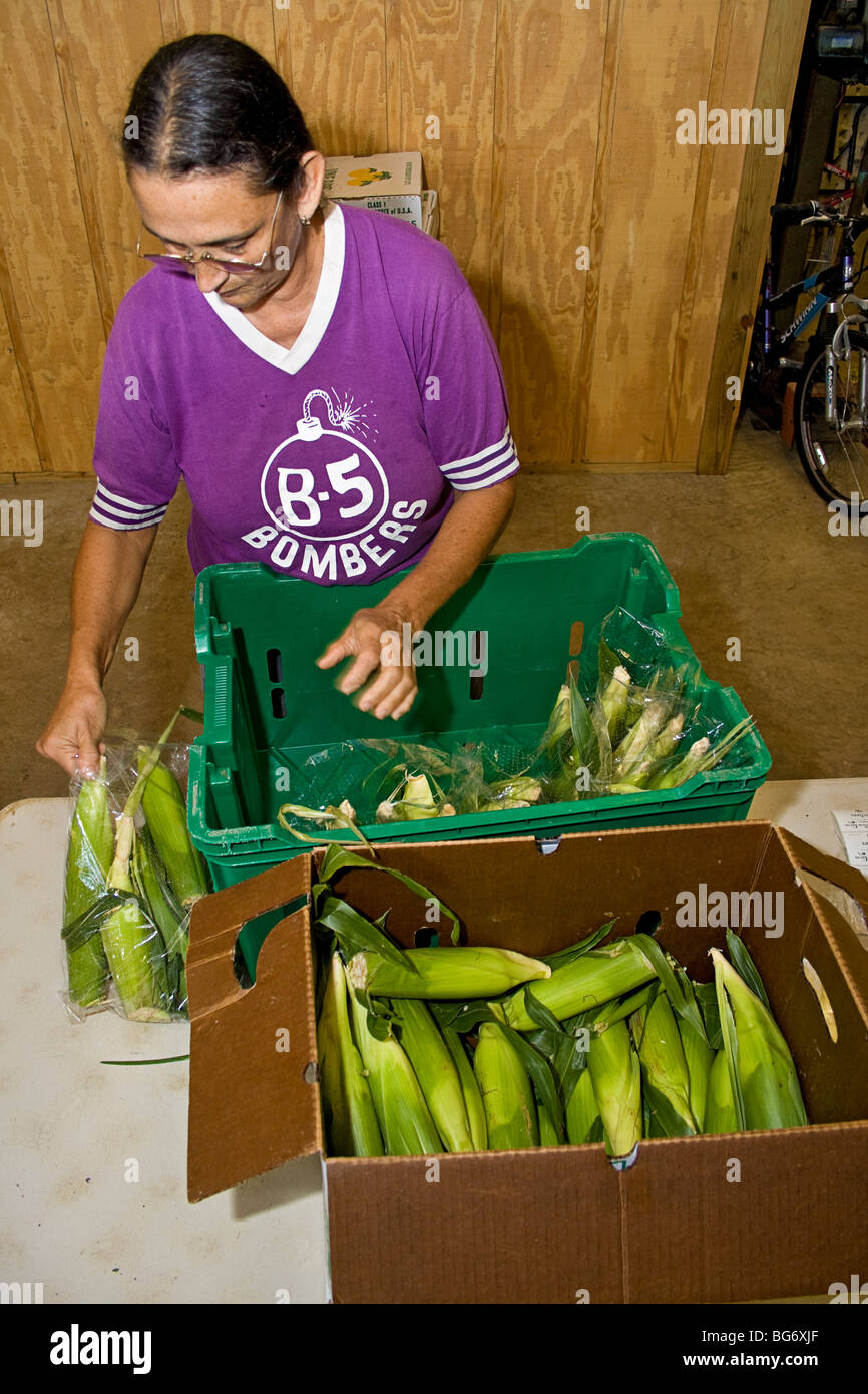 Owner of CSA (community supported agriculture) farm sorts and packs ears of corn for customers. Stock Photo
