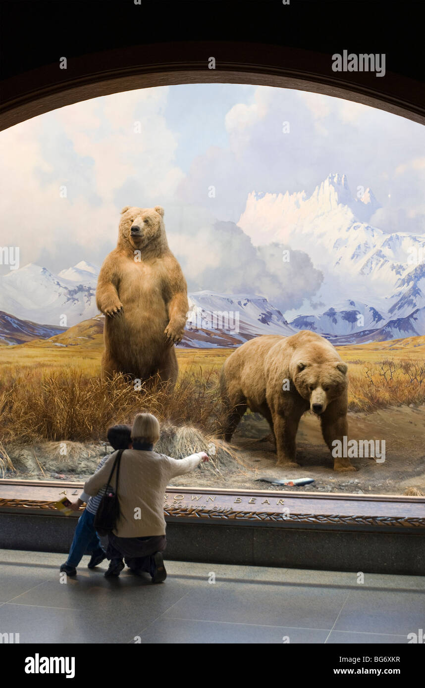 Mother and child viewing a wildlife diorama at the American Museum of Natural History in New York Stock Photo